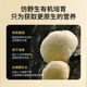 ຜົງເຫັດ Hericium ເສີມສ້າງ spleen ແລະບໍາລຸງລ້ຽງກະເພາະອາຫານ purasana
