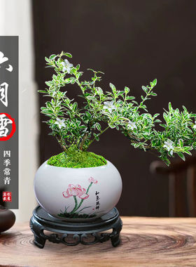六月雪盆景悬崖客厅茶桌禅意净化空气绿植物办公室茶几桌面小盆栽