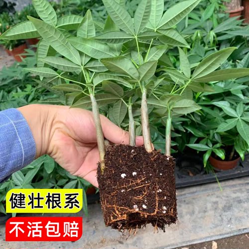 原生发财树种子种苗室内盆栽植物五福单杆水培土培绿植奇趣招财树 - 图1