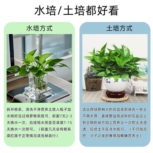 绿萝不含盆带土不带无盆栽净化空气水培绿植花卉水养绿箩苗植物 - 图1