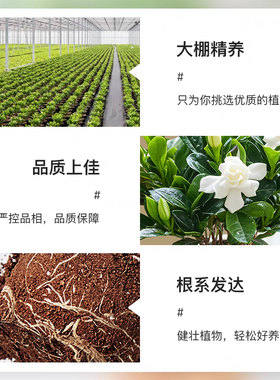 满屋飘香浓香型栀子花盆栽
