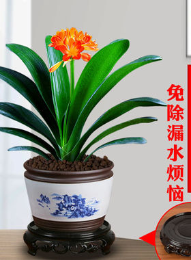 君子兰盆栽带花苞室内植物花卉四季绿植开花好养易活老苗圆头和尚