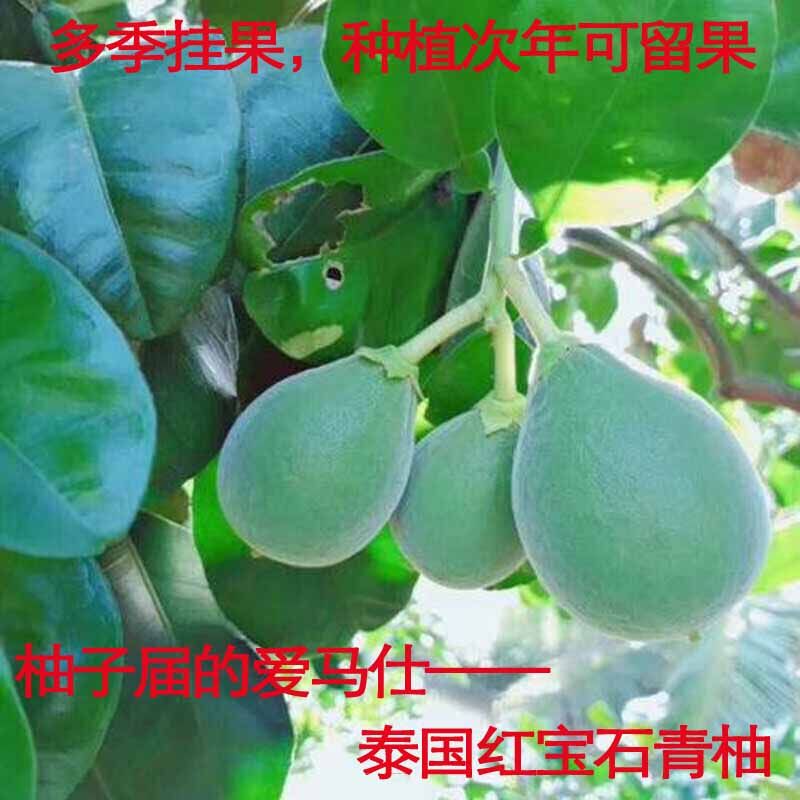 正宗泰国红宝石青柚苗嫁接红心柚子树苗新品种越南青柚苗带泥带叶,淘宝优惠券,粉丝福利购,淘宝优惠卷