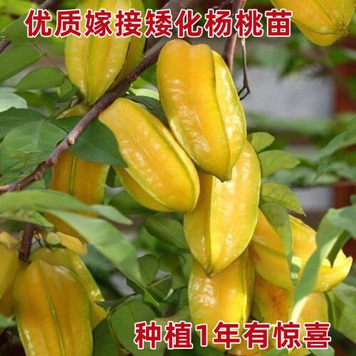 特大台湾甜杨桃树果苗纯正嫁接四季马来西亚杨桃树苗南方带土带叶 - 图1