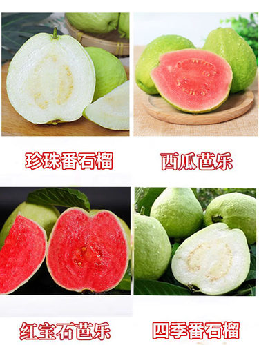 珍珠番石榴树果苗红心帝王芭乐树苗四季结果嫁接果树果苗带土带叶 - 图3