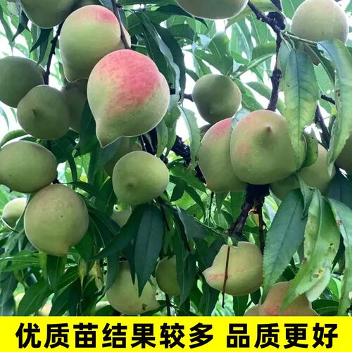 桃树果苗广东连平鹰嘴桃树果苗嫁接黄桃树血桃子苗树南北方种植 - 图0