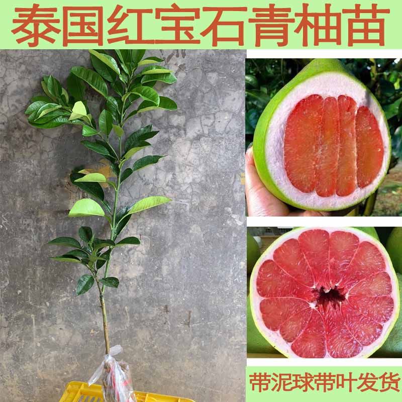 正宗泰国红宝石青柚苗嫁接红心柚子树苗新品种越南青柚苗带泥带叶,淘宝优惠券,粉丝福利购,淘宝优惠卷