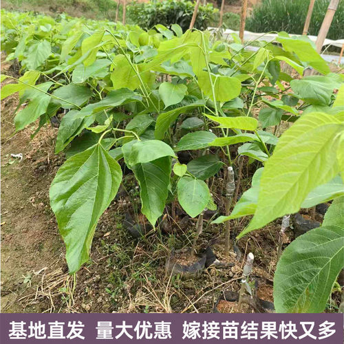 桑葚树苗台湾四季长果大果桑葚苗无籽大十嫁接白珍珠香金葚白长果 - 图0