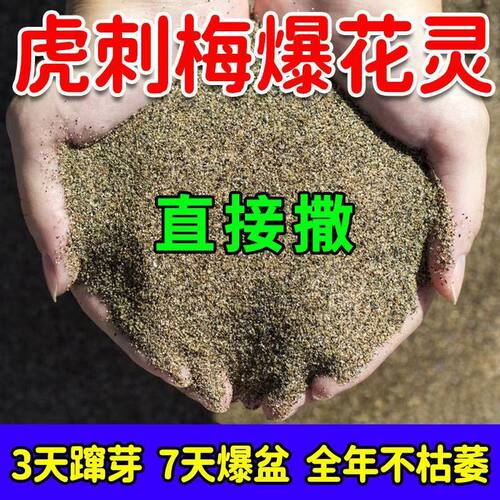 虎刺梅专用肥营养液促新芽催开花防干枝枯萎黄叶烂根不开花氮肥 - 图0