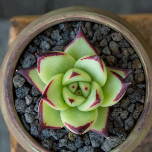 多肉植物 乌木 黑檀汁乌木 东云系  室内阳台肉肉小盆栽 吸甲醛 - 图0