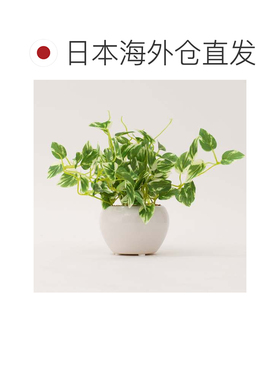 日本直邮NITORI 绿萝陶瓷盆宜得利
