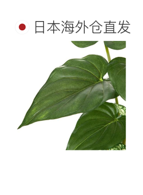 日本直邮NITORI 玻璃花盆 海芋 宜得利