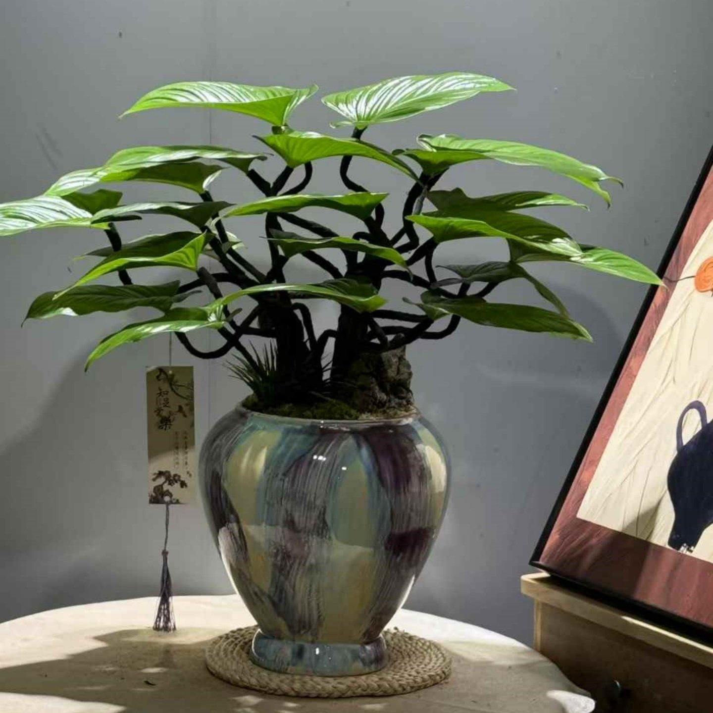 造型绿芙蓉盆栽室内常青好养的植物客厅书房茶几盆景办公桌面绿植,淘宝优惠券,粉丝福利购,淘宝优惠卷