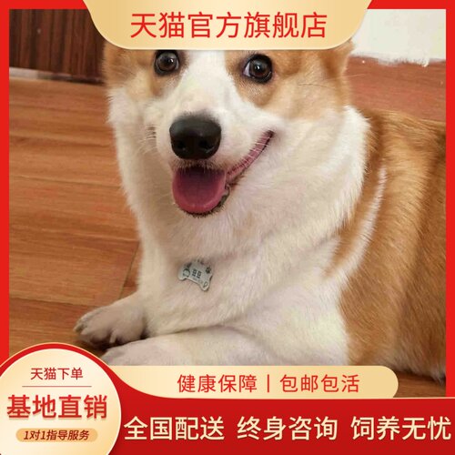 纯种柯基幼犬威尔士两色三色小短腿柯基犬活体小型犬家养宠物狗狗 - 图1