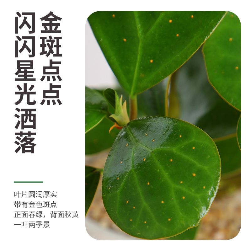 小盼菩提树盆栽带果办公室桌面工位绿植好养茶桌室内植物四季盆景-图0