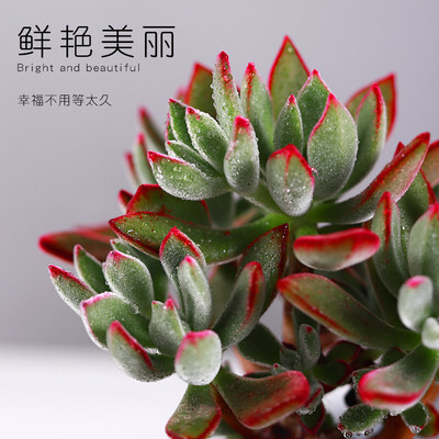 丸叶锦晃星老桩多肉植物花卉盆栽室内外好养大株超大特大肉肉绿植 虎窝淘