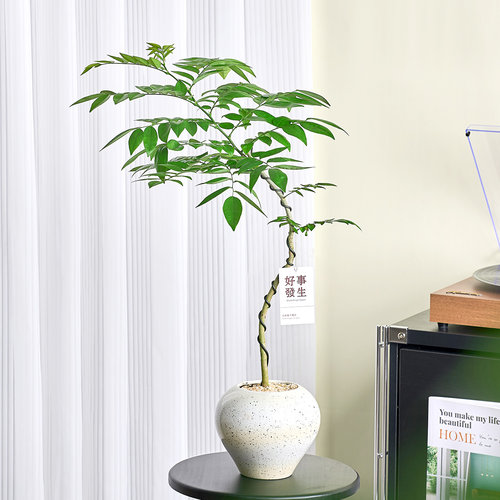 黄花梨盆栽室内外阳台客厅绿植好养活四季植物香枝树老桩盆景树苗 - 图3