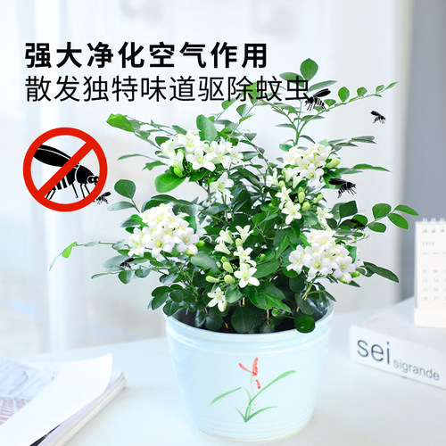 九里香盆栽驱蚊植物室内阳台浓香花卉盆景老桩四季千里香绿植好养 - 图2