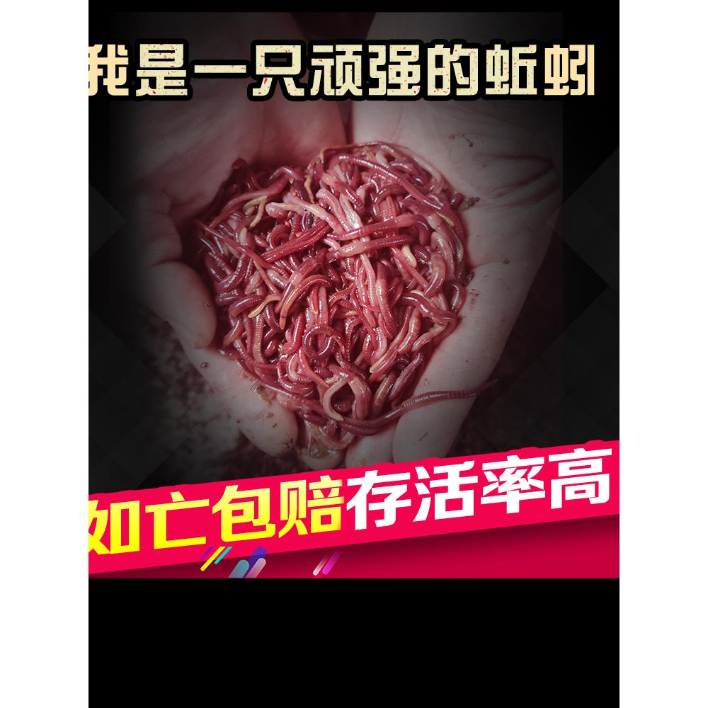 钓鱼用的蚯蚓活饵种苗特大号钓鱼鲫鱼散装红虫活体盒装鲜活饵放生