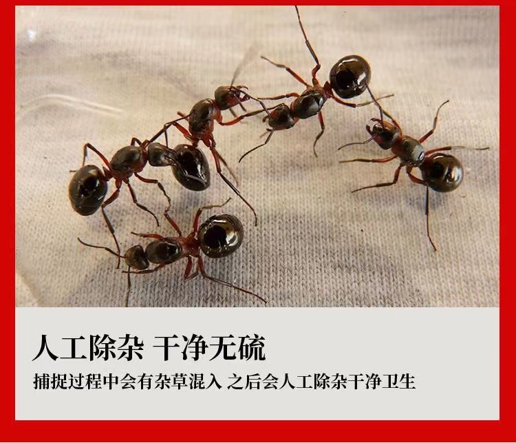 广西黑蚂蚁中药材黑蚂蚁干非长白山中药饮片泡酒料另售透膏草CF,淘宝优惠券,粉丝福利购,淘宝优惠卷