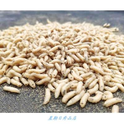 红蛆活饵肉蛆活饵垂钓鱼活虫蝇蛆蛆牙子红虫鲜蛆蛆虫饲料包邮野钓 虎窝淘