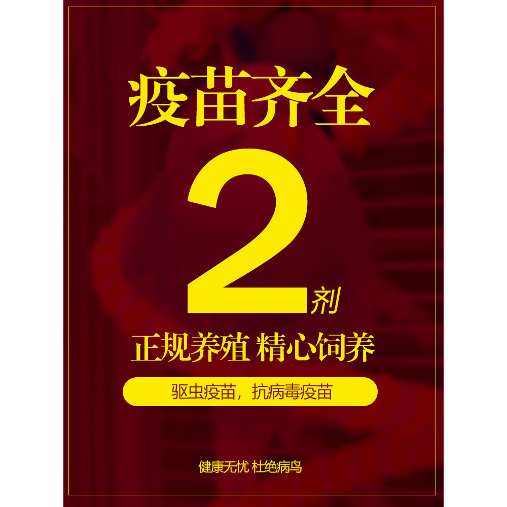 鹦鹉活鸟会说话虎皮手养鸟活物小型好养适合懒人小孩子能养的宠物 - 图0