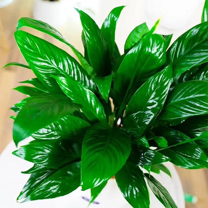 白掌盆栽一帆风顺水培植物办公室内花卉水养水培绿植红掌净化空气
