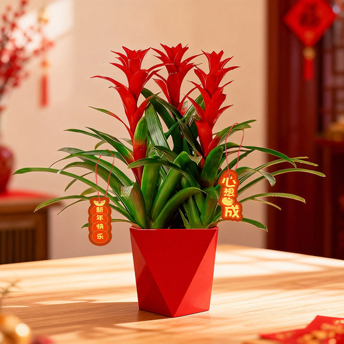 年宵花鸿运当头盆栽植物办公室内带花绿植红星凤梨客厅落地款花卉 - 图1