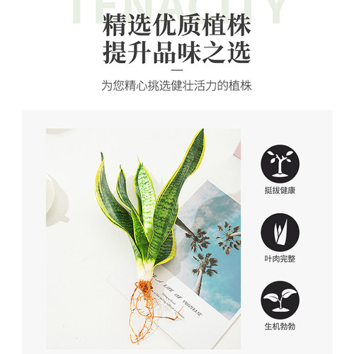 金边虎皮兰盆栽室内客厅花卉绿植办公室净化空气好养活虎尾兰植物 - 图2