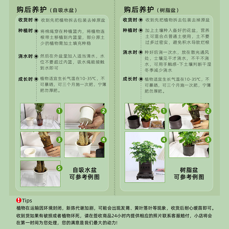 白掌盆栽一帆风顺水培植物办公室内花卉水养水培绿植红掌净化空气