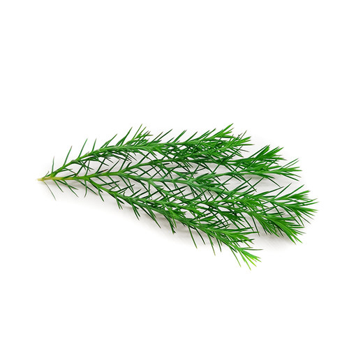 新鲜绿松绒松非黄金柳芽20支盒酒店餐厅摆盘装饰西餐日料点缀花草 - 图0
