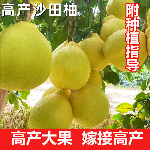 柚子树苗嫁接容县沙田柚桂红白肉三红蜜柚泰国红宝石四季青柚带土 - 图2