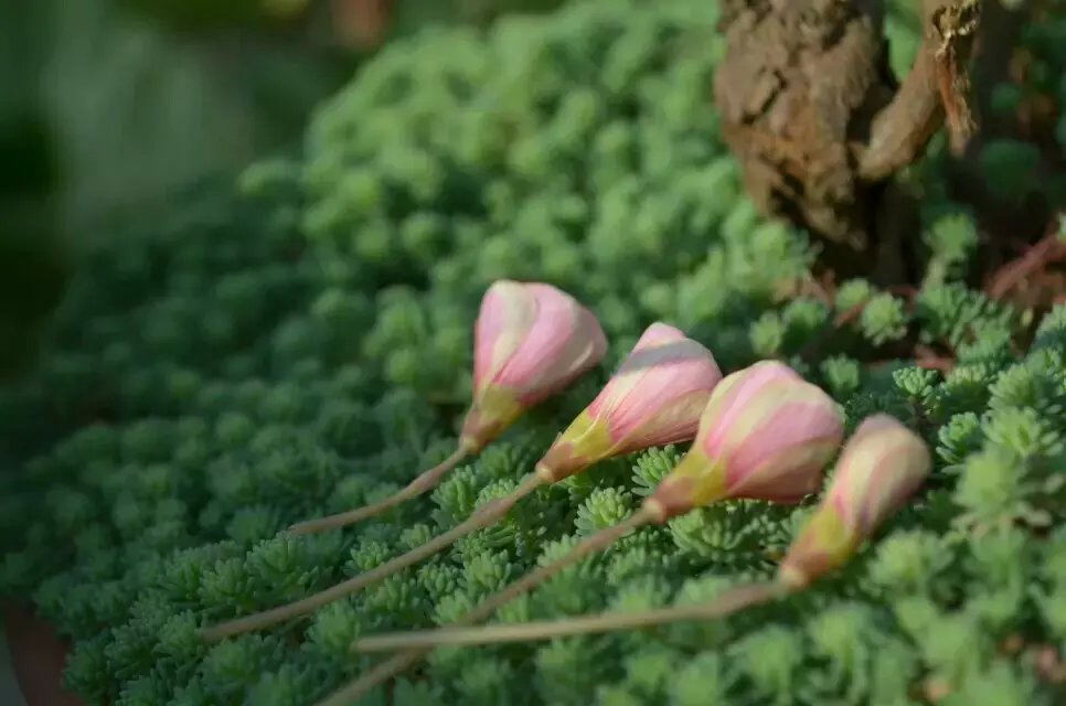 四季酢浆草种子 Oxalis Convexula凸面酢/粉花肉酢包发芽花卉-图1