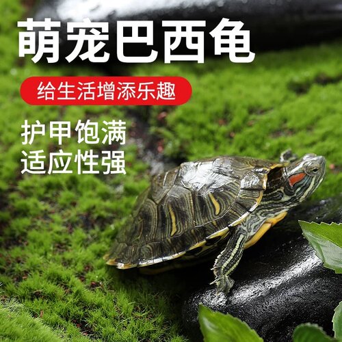 乌龟活物巴西龟小乌龟活体观赏宠物龟大乌龟水龟红耳龟活物情侣龟 - 图0