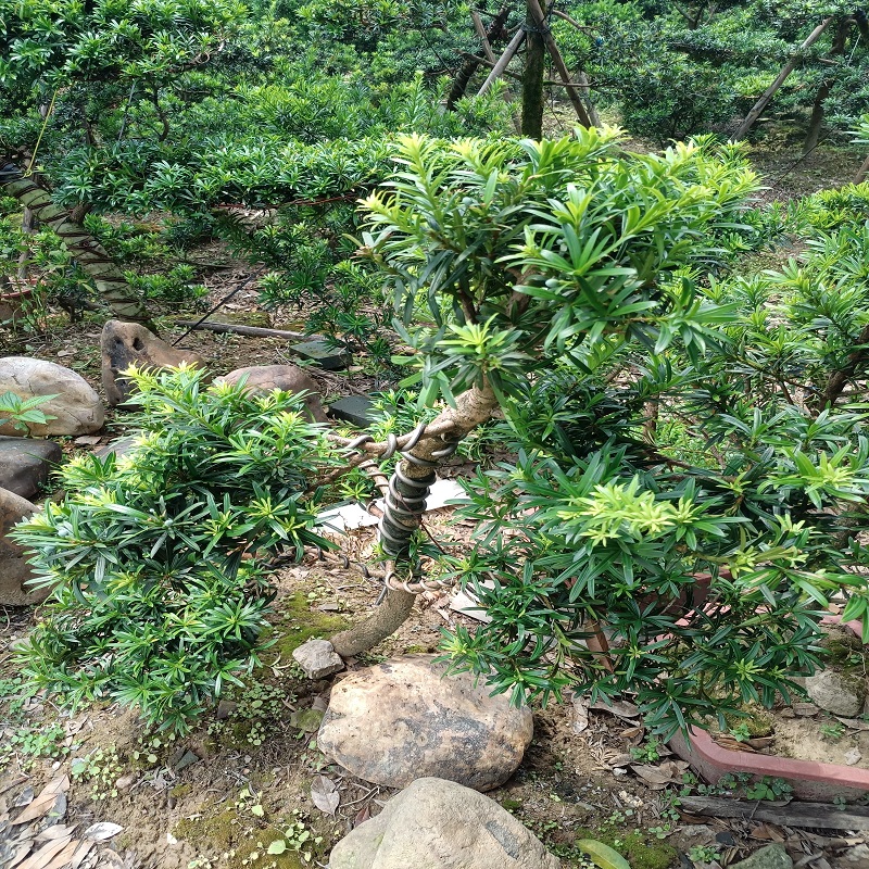 罗汉松树苗盆景原生雀舌中叶造型耐寒盆栽室内绿植矮桩迎客松树苗-图3