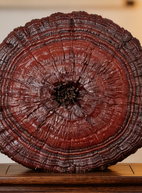 100-105cm天然灵芝复古客厅摆件