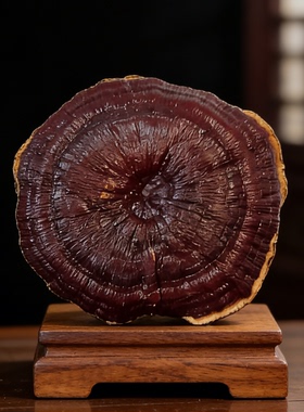 天然大灵芝中式高档摆件送礼