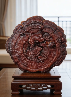 50厘米真灵芝摆件中式客厅风水佳