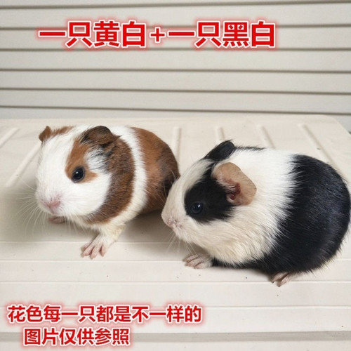 荷兰猪活体荷兰猪活物荷兰猪宠物豚鼠活体豚鼠活物荷兰兔活体幼崽 - 图0