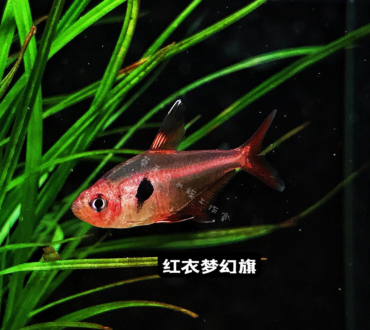 红衣梦幻旗南美小型观赏灯鱼红旗鱼红幻象扯旗鱼草缸灯科鱼