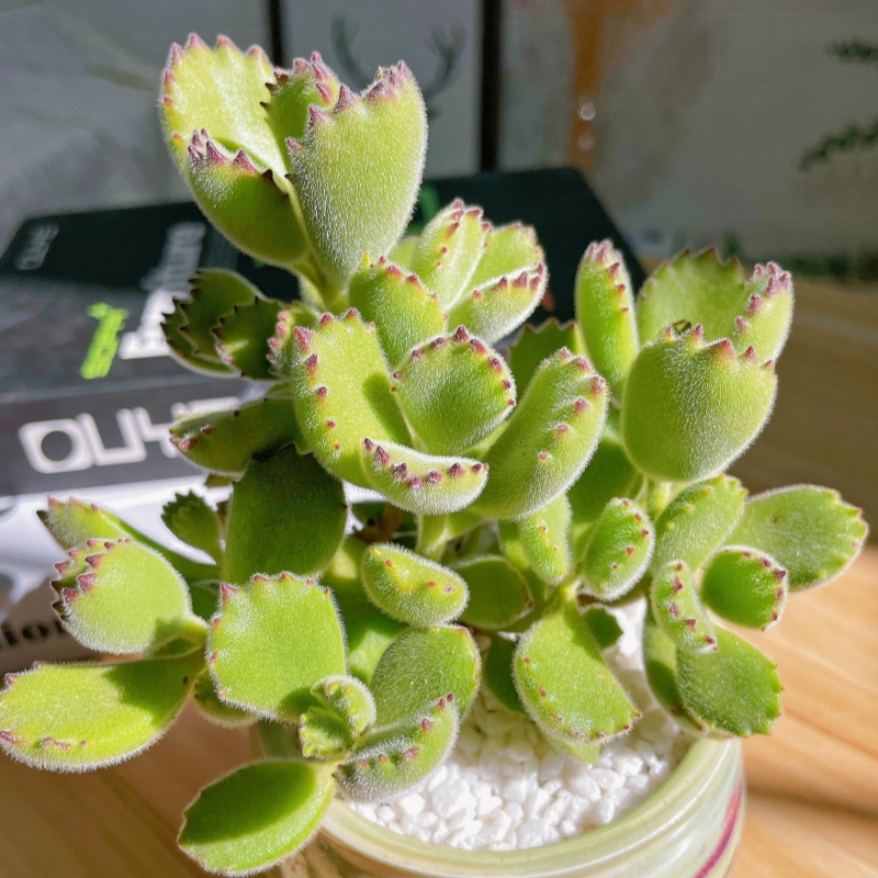 精品多肉熊童子多肉植物室内桌面奇趣小盆栽超萌肉肉熊爪多头群生-图2