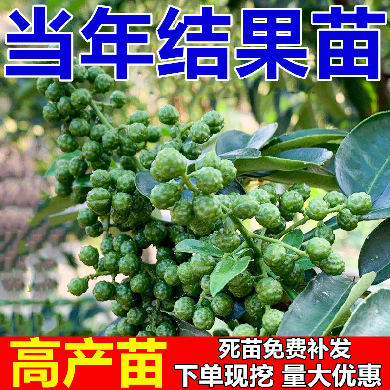 花椒树苗高产无刺大红袍狮子头花椒苗四川食用麻椒苗试种当年结果 - 图0