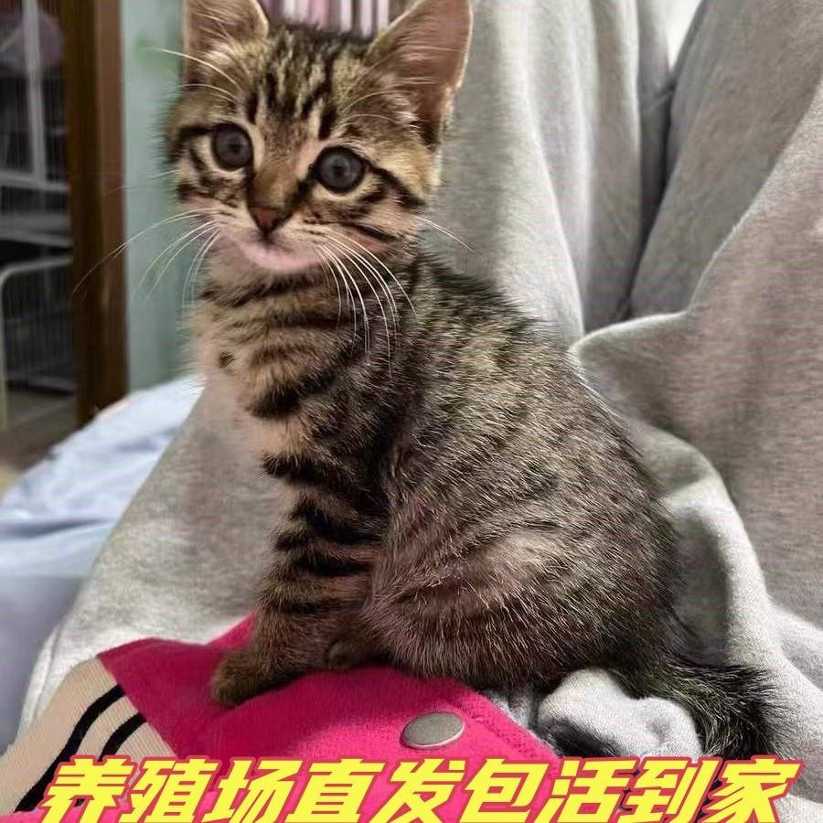 中华田园猫小猫咪狸猫橘白猫橘猫狸花猫活物宠物猫黑白奶牛猫家养-图0