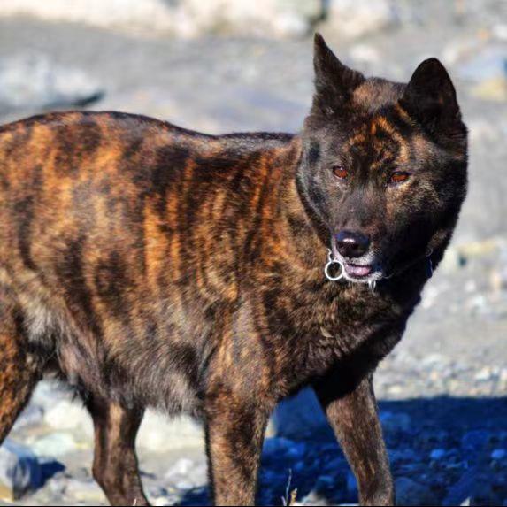 虎斑狗赶山去按土狗虎头虎斑犬看家护院大型犬大骨架赶山犬土猎犬-图3