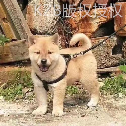 五黑犬广西土猎犬虎头赶山犬土狗看家护院大骨架正宗活物狩猎幼犬 - 图3