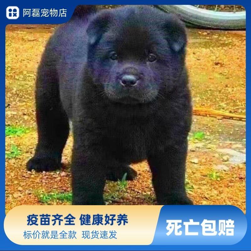 五黑犬幼犬黑狗虎头田园犬中华正宗广西土猎犬狗长毛短毛纯黑黄狗-图0