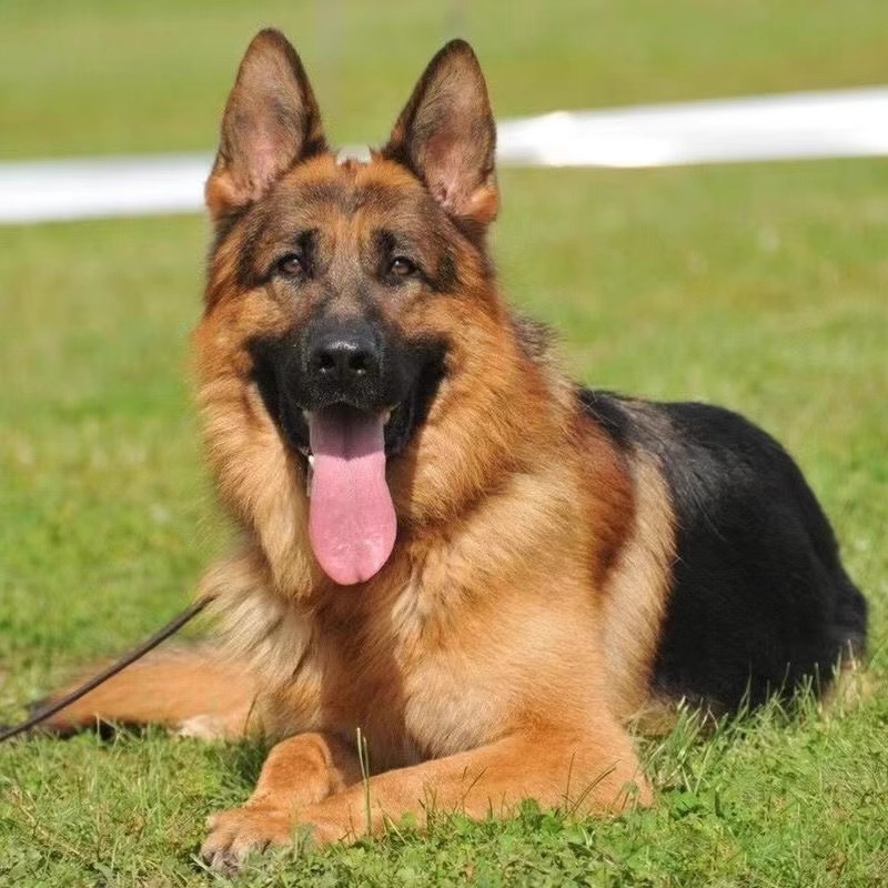 德牧幼犬混血德国牧羊犬警犬大型犬小狼狗看家护院宠物狗猎犬家养