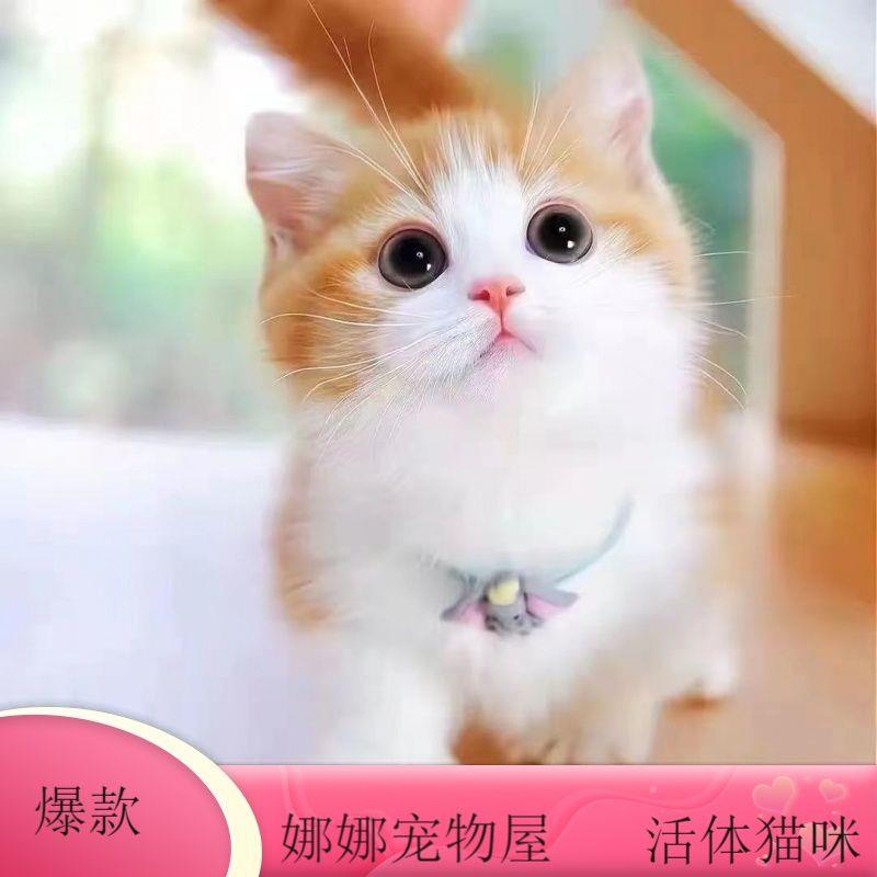 猫咪活物小猫活体中华田园猫宠物猫蓝白猫幼崽狸猫花猫奶牛猫橘猫 - 图2