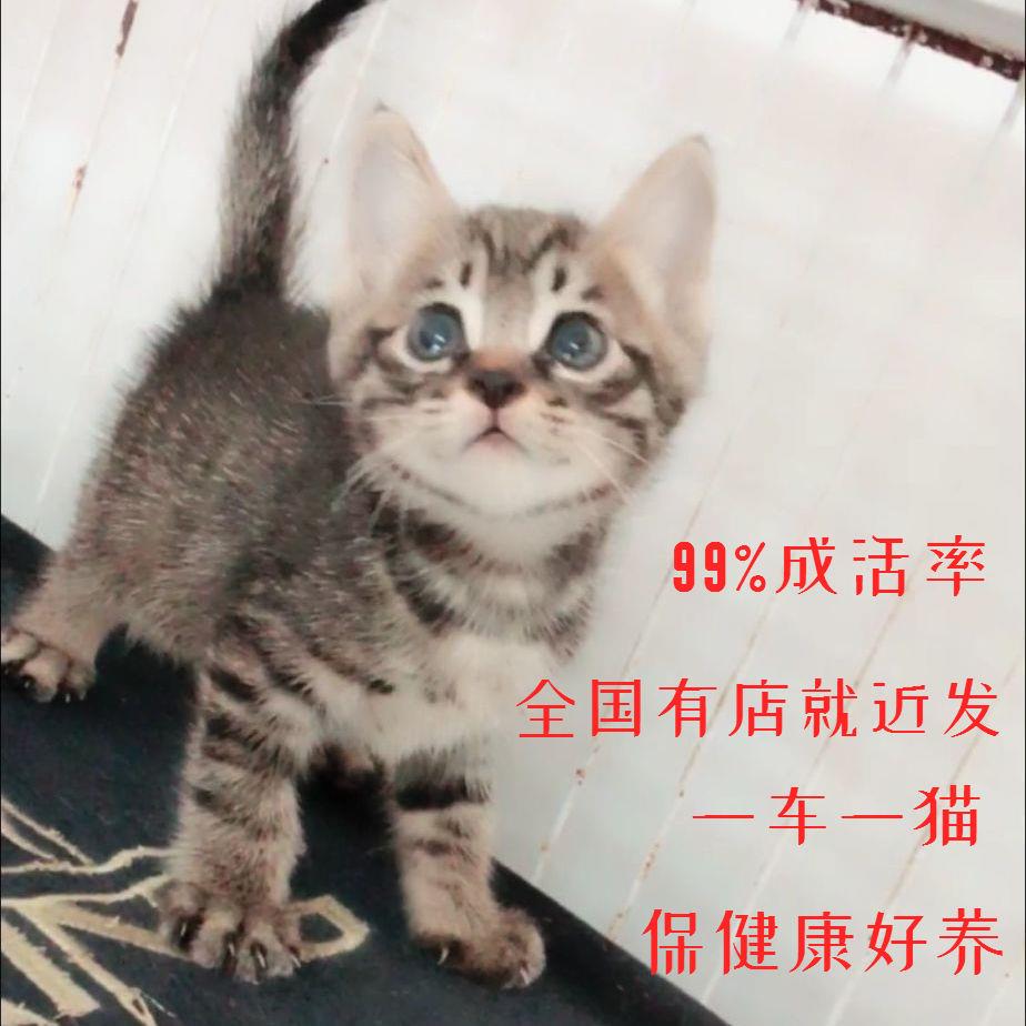 猫咪活体狸花猫小猫咪活幼体幼猫活物梨花猫田园猫家养家猫橘白猫 - 图1