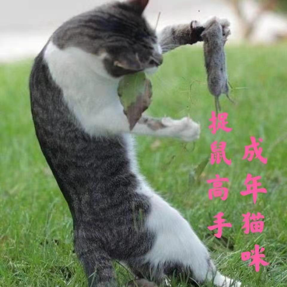 中华田园猫橘猫橘白猫网红三花猫宠物猫狸花猫狸猫土猫猫咪黑白猫 - 图0